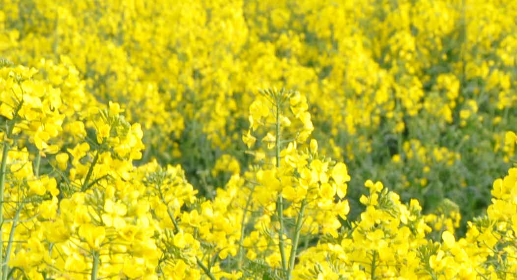 Oilseed